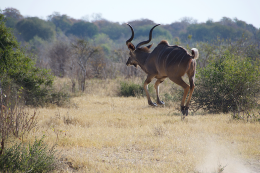 Chobe National Park - Happy Kudu