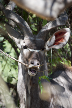 Chobe National Park - etende kudu