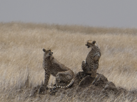 Serengeti National Park - "Zie je wel dat ik gelijk had"! -Nee joh!....."Wel"!