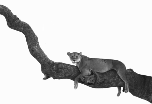 Serengeti National Park - Stare