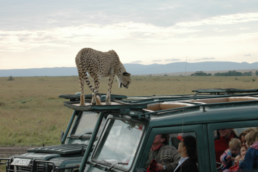 Kenia - Cheetah bedreigd toeristen