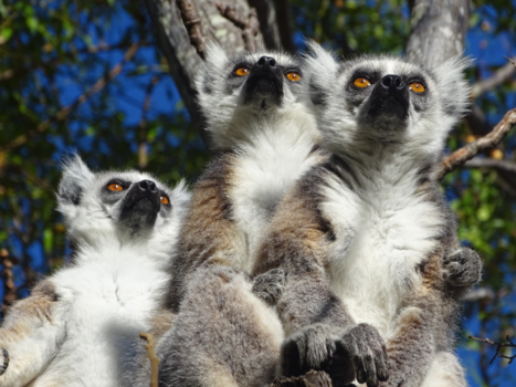 Madagaskar - Ringstaartmaki's zien ze vliegen