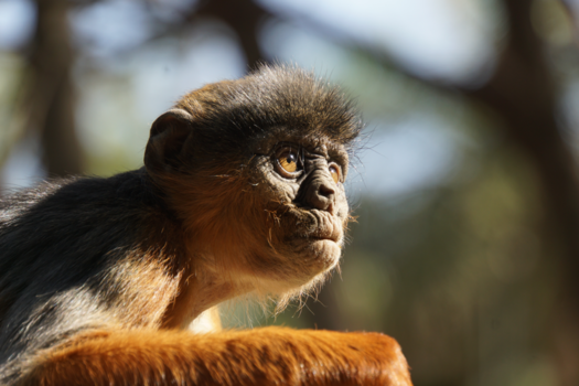 Senegambia - aapje in Gambia
