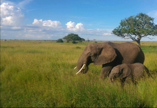 Serengeti National Park - The beauty of Africa