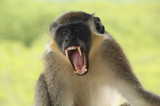 Abuko Nature Reserve - When hungry