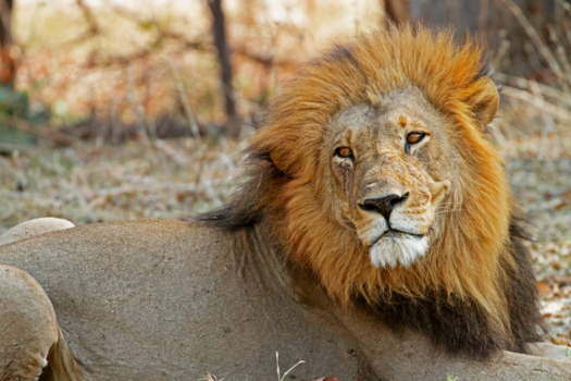 Moremi Game Reserve - Lazy king