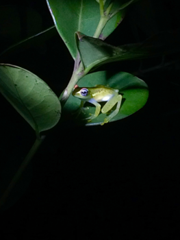 Madagaskar - Bright Night