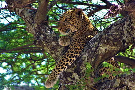 Tanzania - Lui luipaard