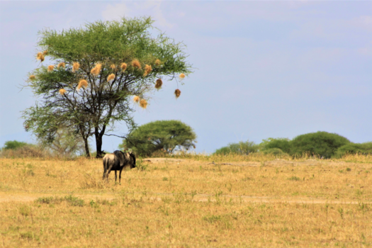 Tanzania - Serengetti