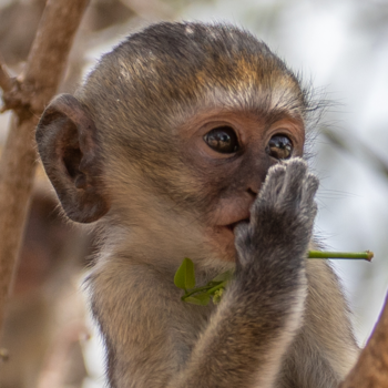 Tanzania - Duimend aapje