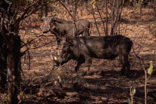 Zimbabwe - Warthogs