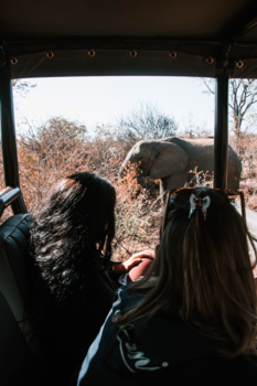 Zimbabwe - Elephant in national park victoriafalls