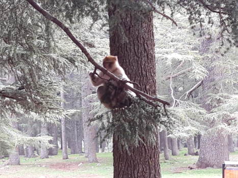 Atlasgebergte - Lekker schommelen aan een tak
