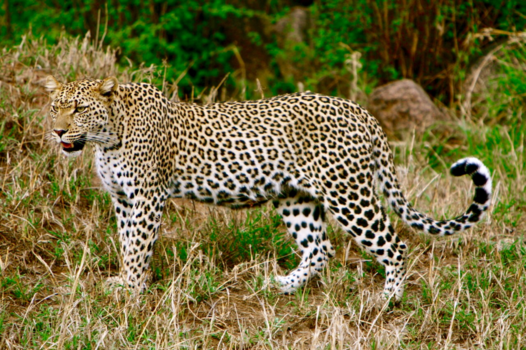 Tanzania - Op Safari in Tanzania