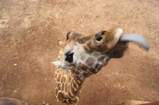 Kenia - Bij de giraffe sanctuary in Nairobi, Kenia. Giraffe Lily van 2jr