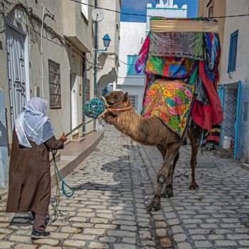 Tunesië - Kameel in de medina in Kairouan
