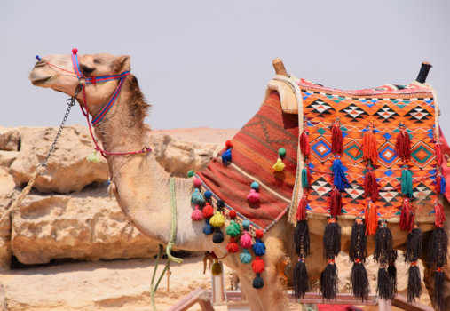 Egypte - Colourful camel