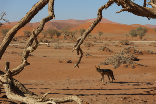 Namib-woestijn - Mayor of the park
