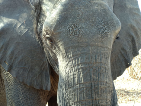 Namibië - Oog in oog.