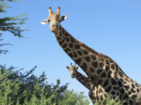 Chobe National Park - Nieuwsgierige giraffen in Chobe National Park, Botswana