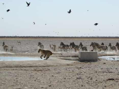 Etosha National Park - Mislukte jacht!