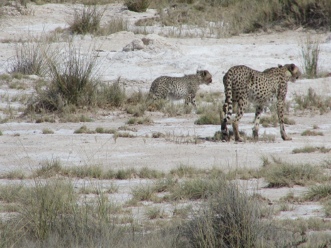 Etosha National Park