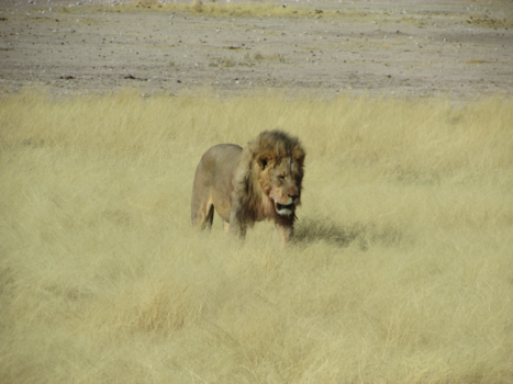 Etosha National Park