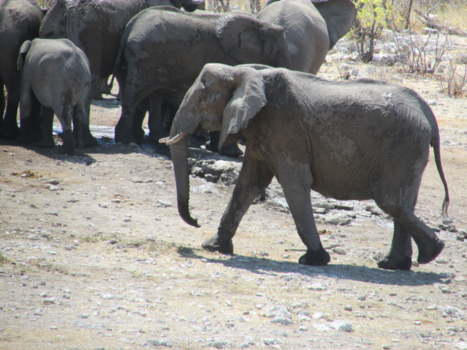 Etosha National Park