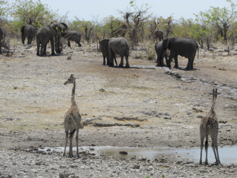Etosha National Park