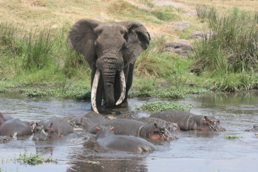 Tanzania - Opzij, opzij, opzij, Ngorogoro Tanzania
