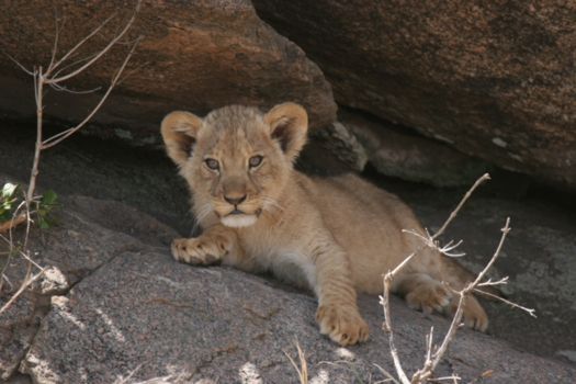 Tanzania - ahhhh lief hé, Serengeti Tanzania