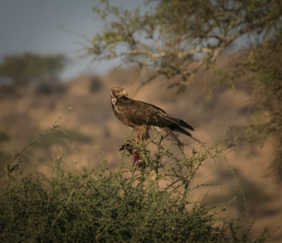 Tanzania - Lekker hapje bemachtigd, Serengeti Tanzania