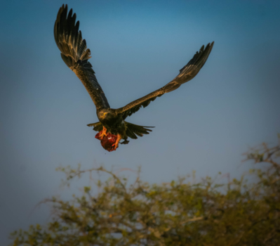 Tanzania - Steppe Arend met lever van buffel, Serengeti Tanzania