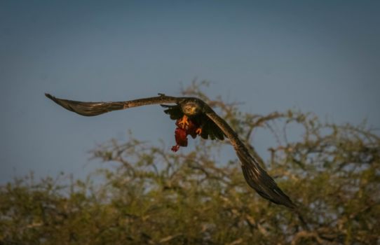 Tanzania - 2# Steppe Arend met lever van buffel, Serengeti Tanzania