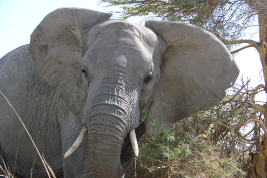 Tanzania - Ohh die komt wel heel dichtbij, Serengeti Tanzania