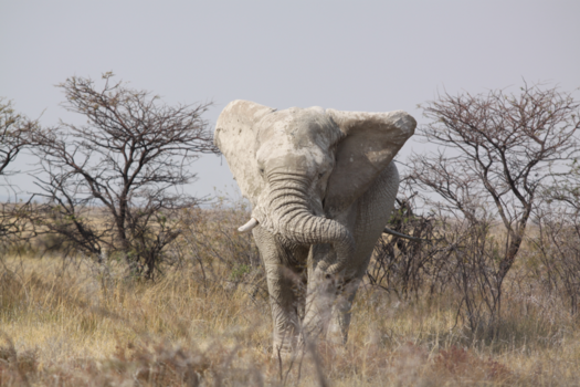 Namibië - Achteruit, ik wil er langs. Etosha Namibië