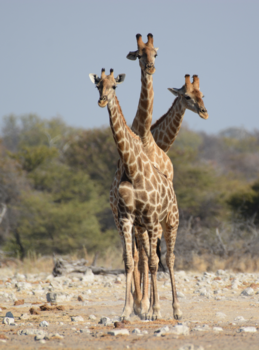 Etosha National Park - Als je je nek uitsteekt, kun je niet om Etosha heen!