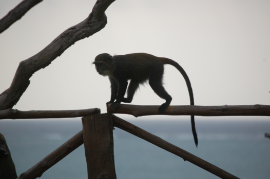 Stone Town Zanzibar - Zanzibari monkey