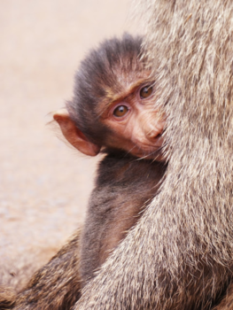 Tanzania - Embracing Africa