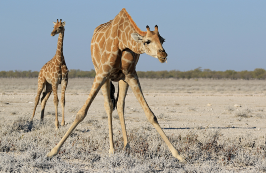 Etosha National Park - Lastig eten dat gras! Weing groene bomen in Etosha.