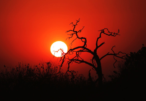 Etosha National Park - African sunset