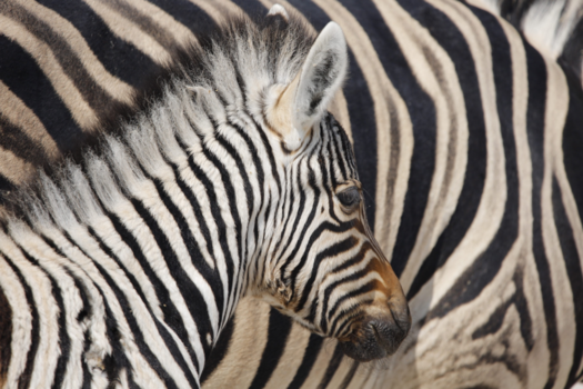 Etosha National Park - Daar loopt een streepje door