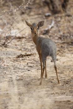 Okavango Delta - Who? Me?