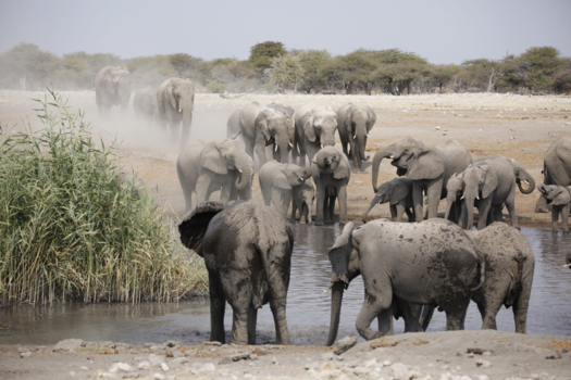 Etosha National Park