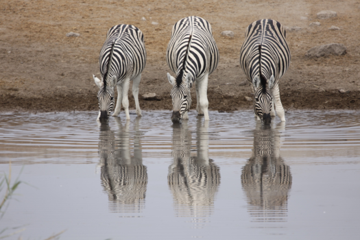 Etosha National Park
