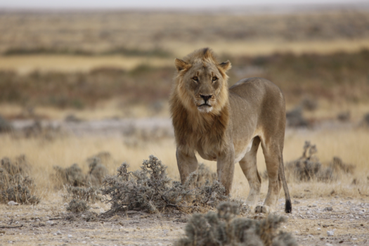 Etosha National Park