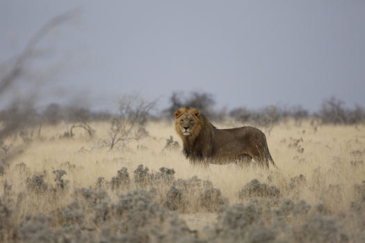Etosha National Park