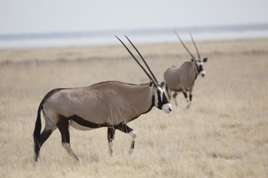 Etosha National Park