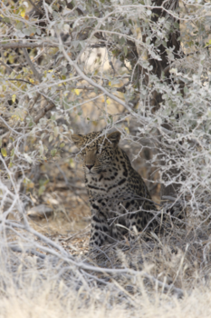 Etosha National Park