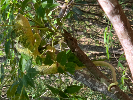 Madagaskar - Zie me dan, als je kan....